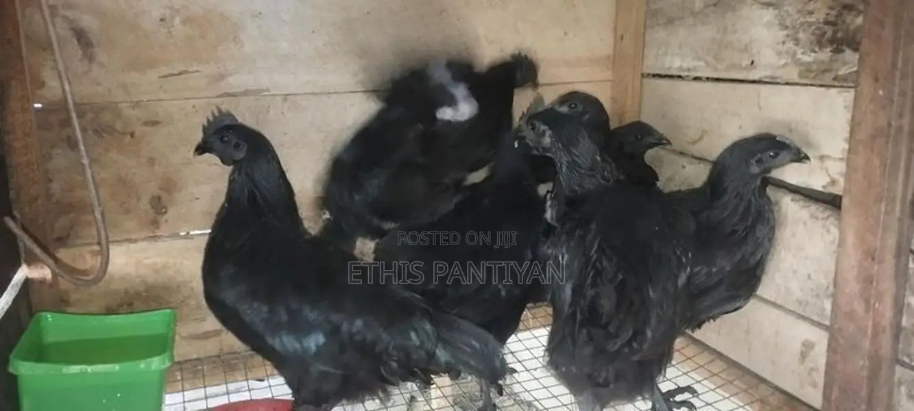 கருங்கோழி சேவல் மற்றும் பேடுகள்