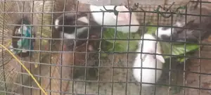 rabbit
