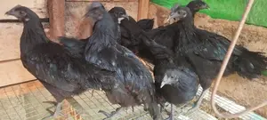 கருங்கோழி சேவல் மற்றும் பேடுகள்