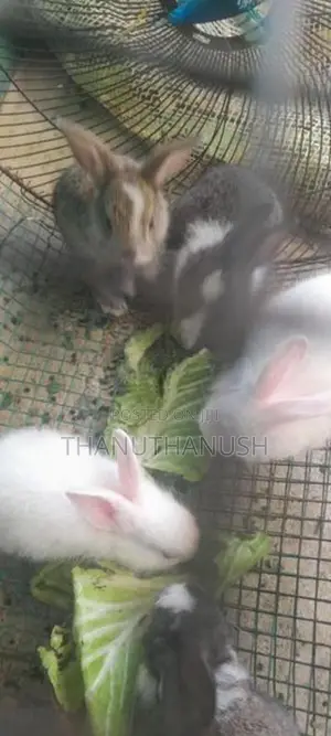 rabbit