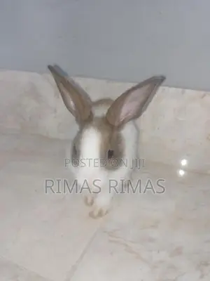 Rabbit