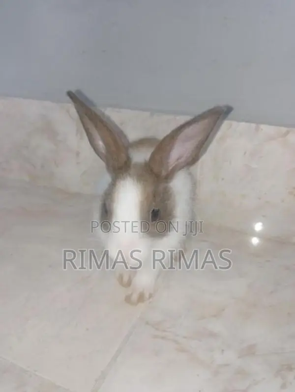 Rabbit