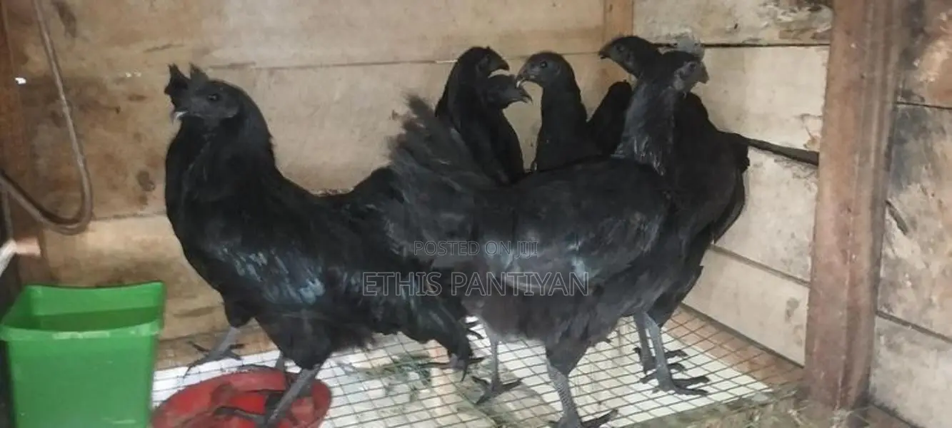 கருங்கோழி சேவல் மற்றும் பேடுகள்