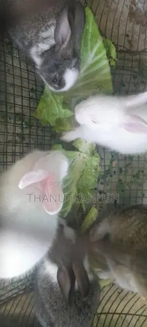 rabbit