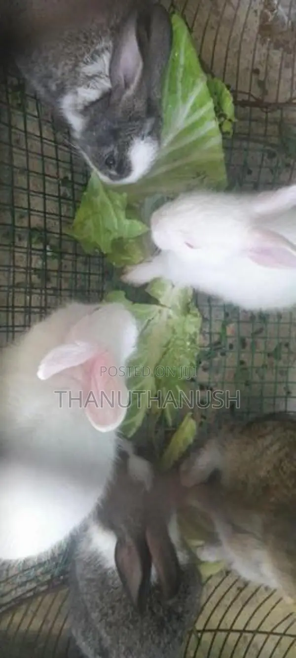 rabbit