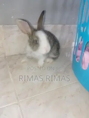 Rabbit