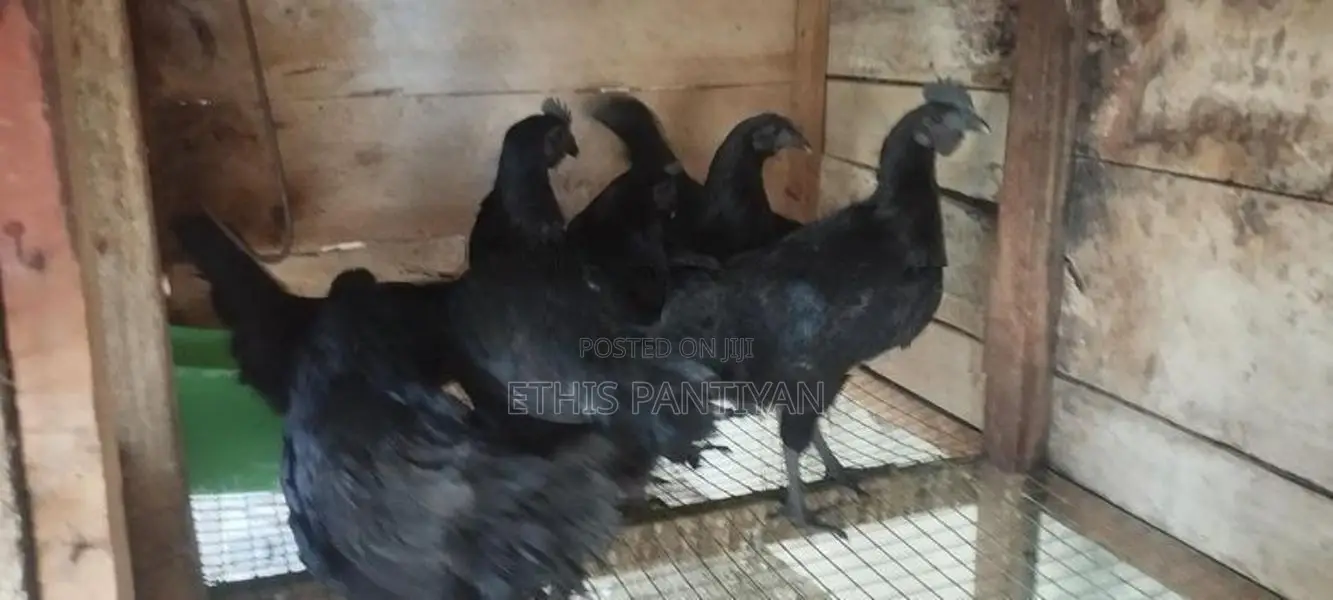 கருங்கோழி சேவல் மற்றும் பேடுகள்