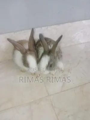 Rabbit