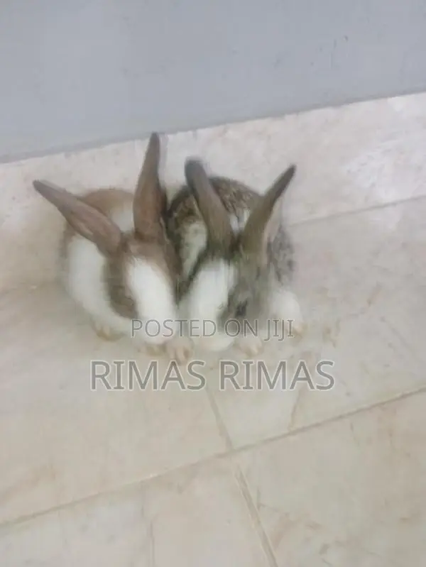 Rabbit