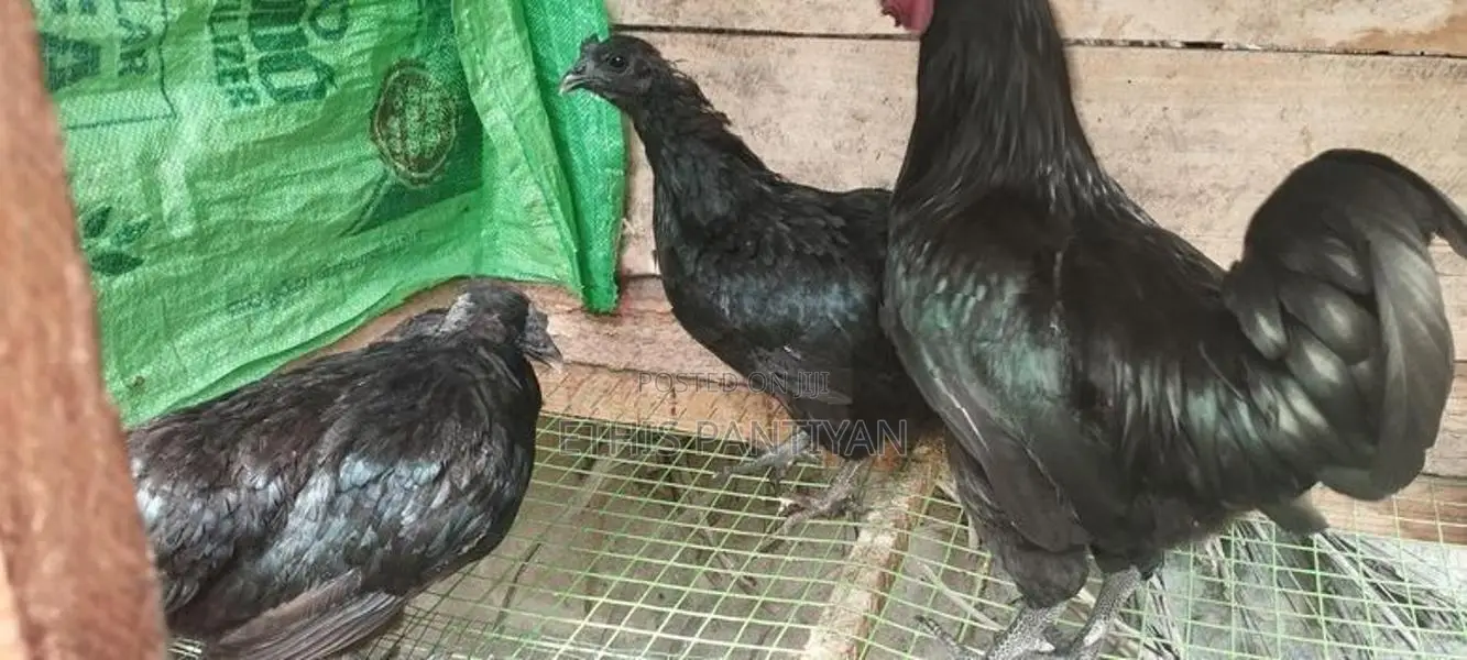கருங்கோழி சேவல் மற்றும் பேடுகள்