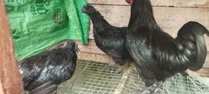 கருங்கோழி சேவல் மற்றும் பேடுகள்