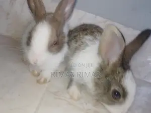 Rabbit