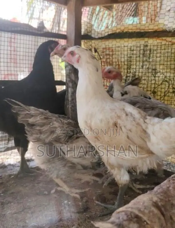 country chicken