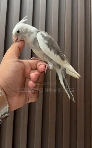 Cocktail Bird Hand Tamed