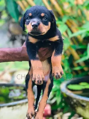 Rottweiler Puppy