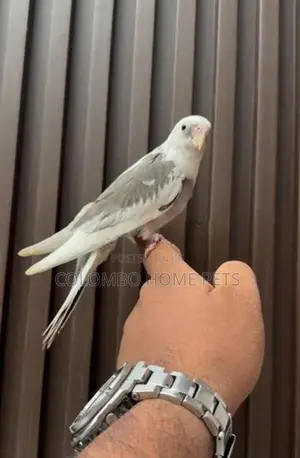 Cocktail Bird Hand Tamed