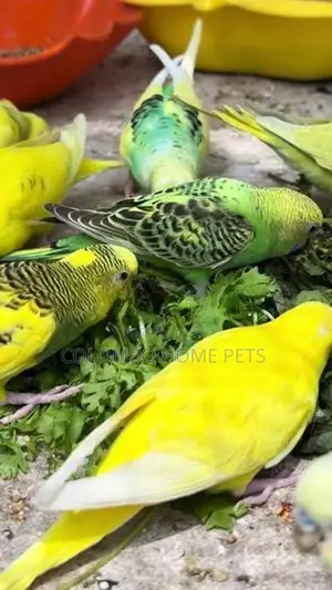 Love Bird