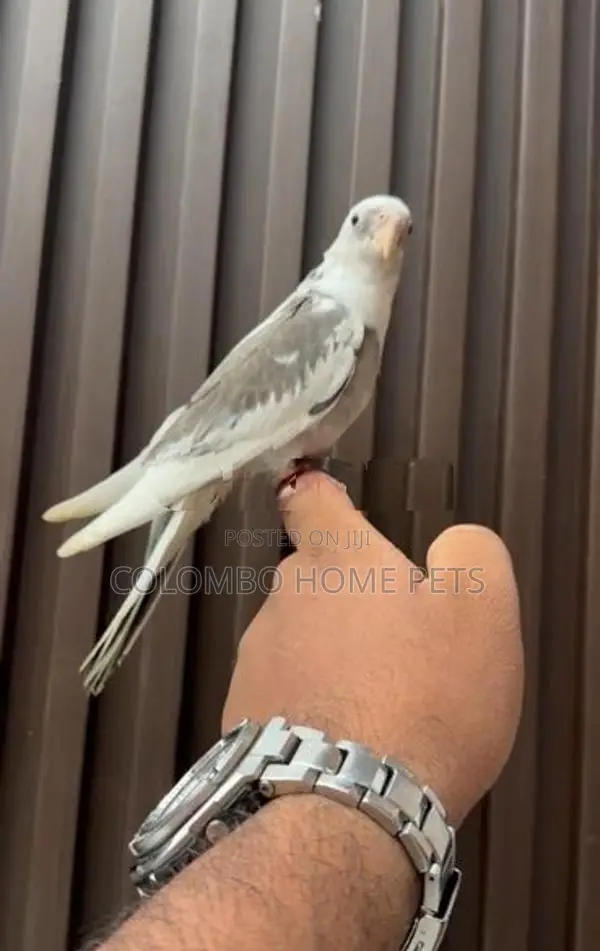 Cocktail Bird Hand Tamed