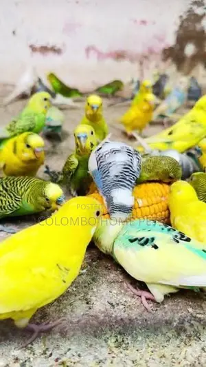 Love Bird