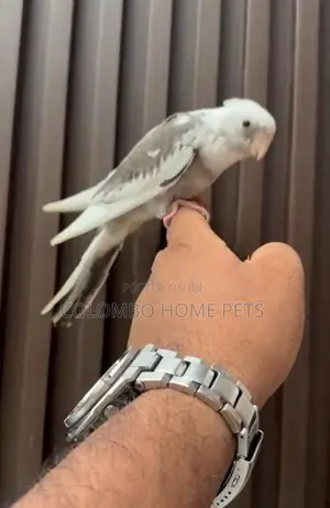 Cocktail Bird Hand Tamed