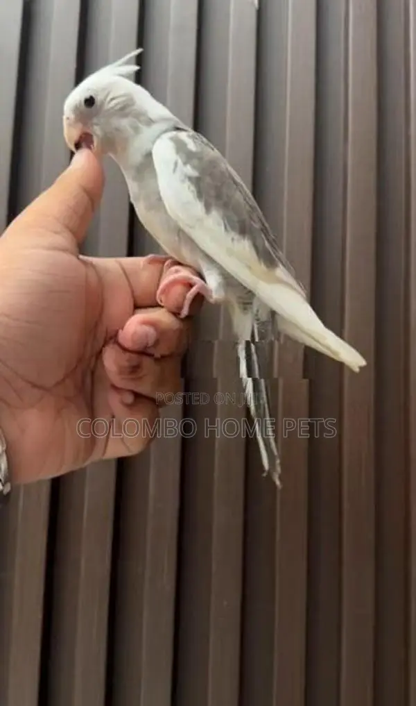 Cocktail Bird Hand Tamed