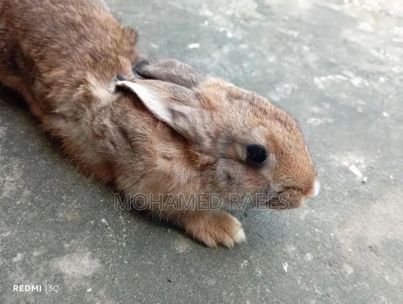 Rabbits