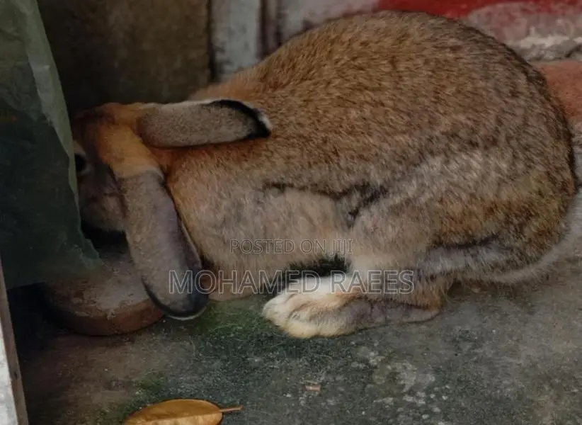 Rabbits