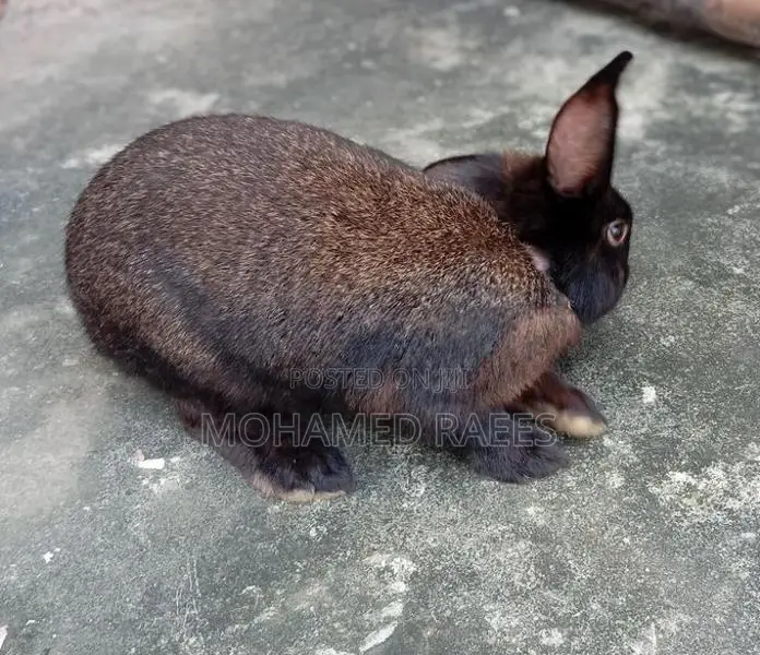 Rabbits