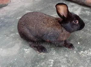 Rabbits
