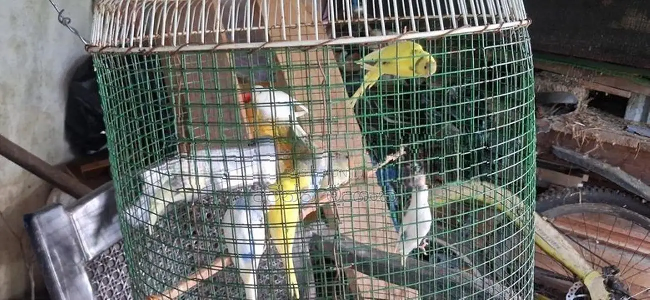 Love Birds