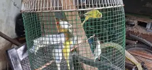 Love Birds