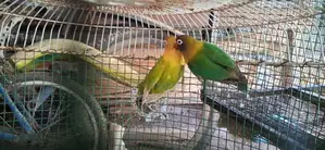 අප්‍රිකන් ලව්බර්ඩ්