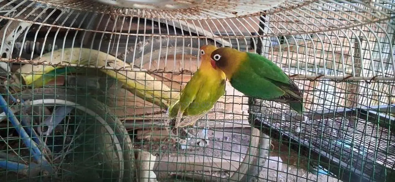 අප්‍රිකන් ලව්බර්ඩ්