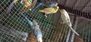 Love Birds