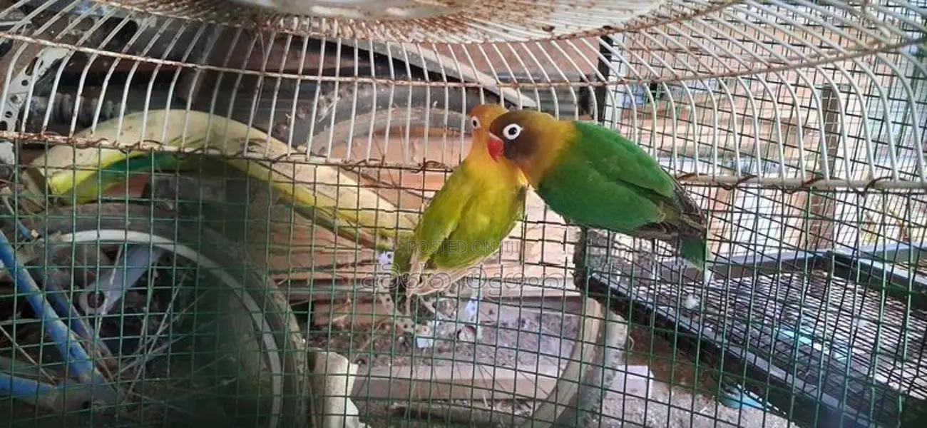 අප්‍රිකන් ලව්බර්ඩ්