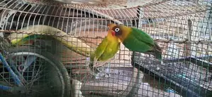 අප්‍රිකන් ලව්බර්ඩ්