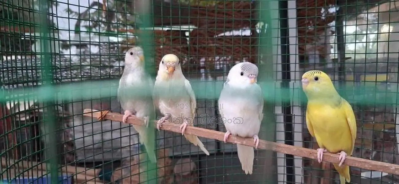 Love Birds