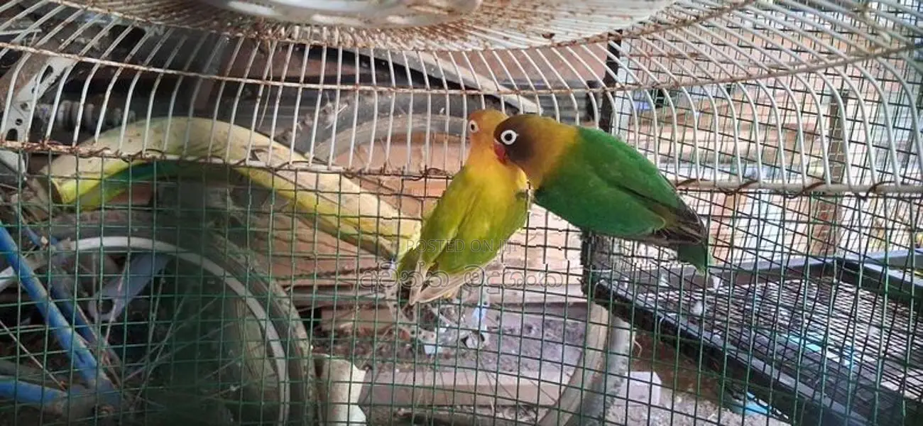 අප්‍රිකන් ලව්බර්ඩ්