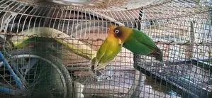 අප්‍රිකන් ලව්බර්ඩ්