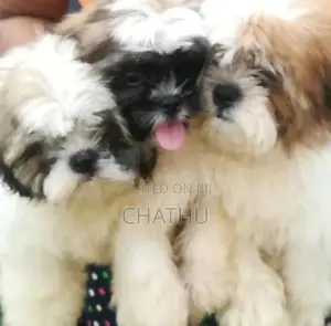 Shih Tzu Puppies