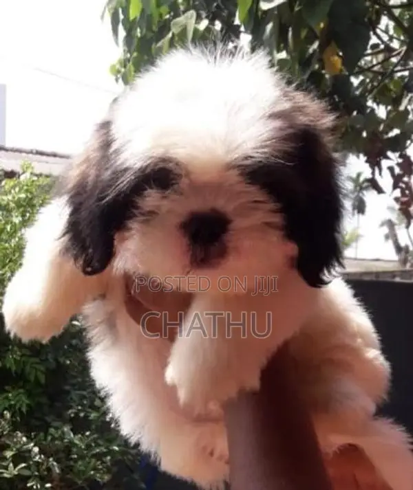 Shih Tzu Puppies