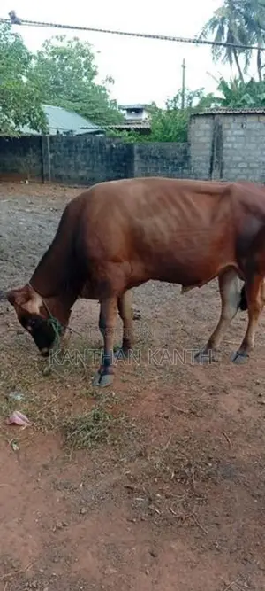 farm cow