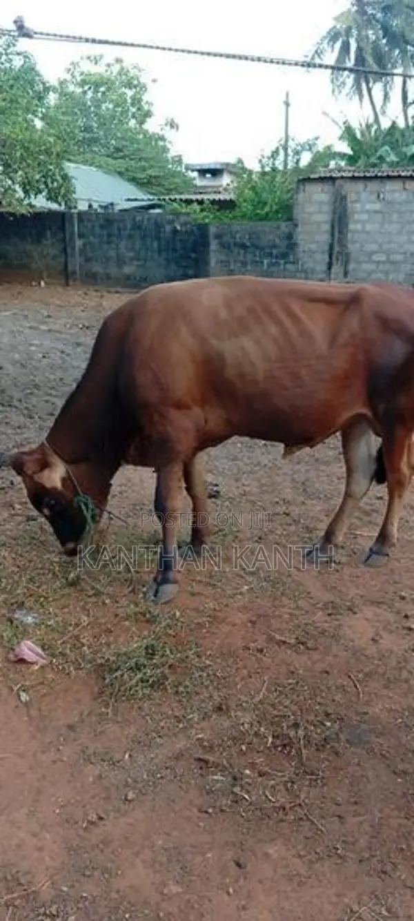 farm cow