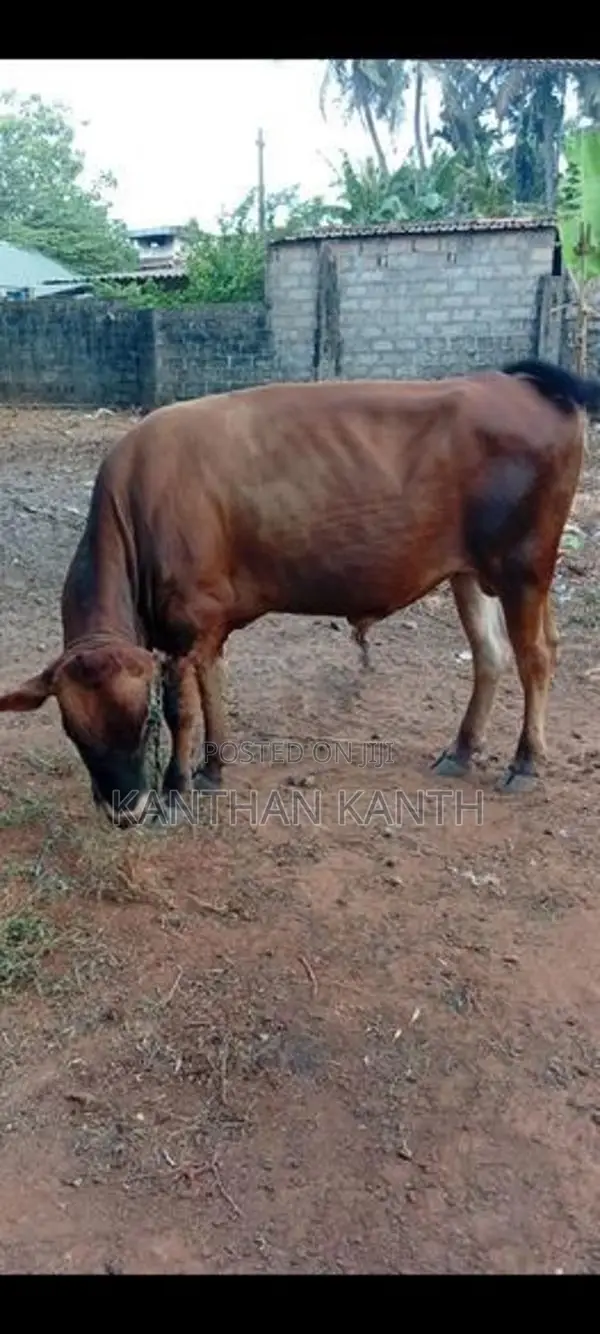 farm cow