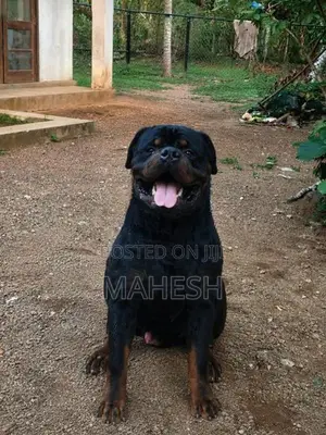 Rottweiler Stud service