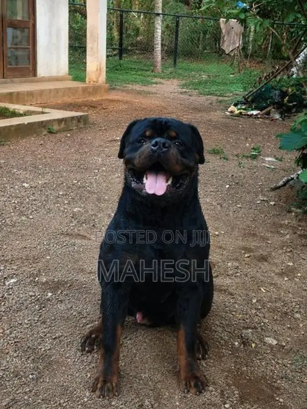 Rottweiler Stud service