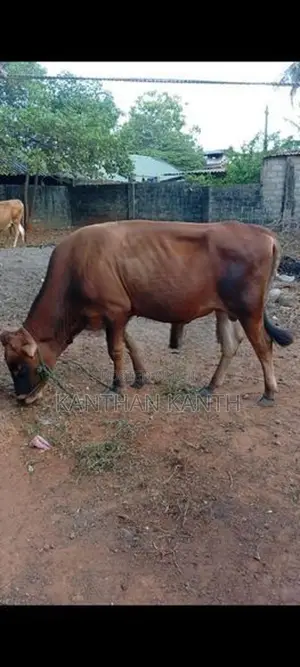 farm cow
