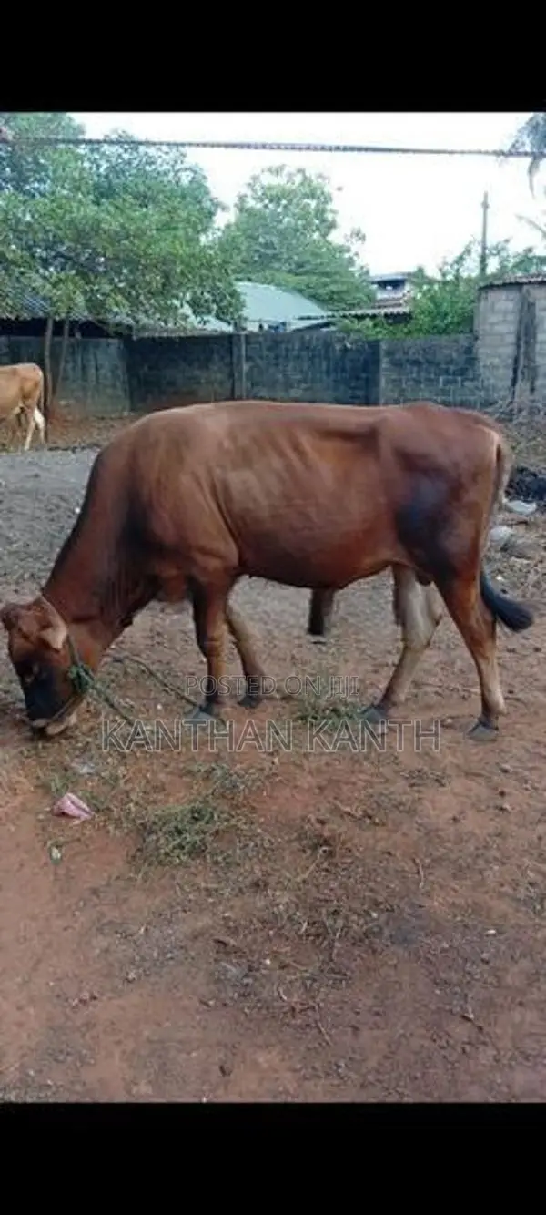 farm cow