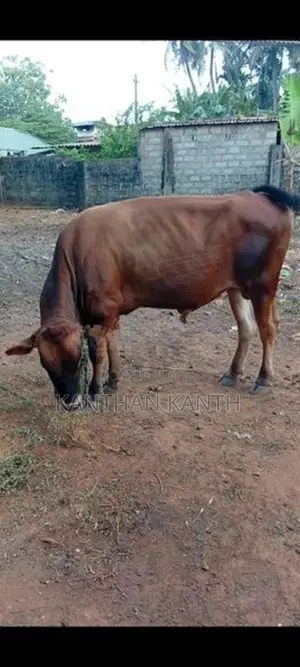 farm cow