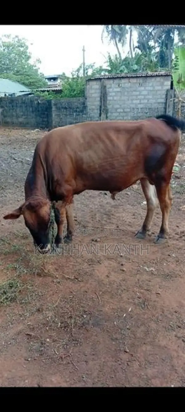farm cow